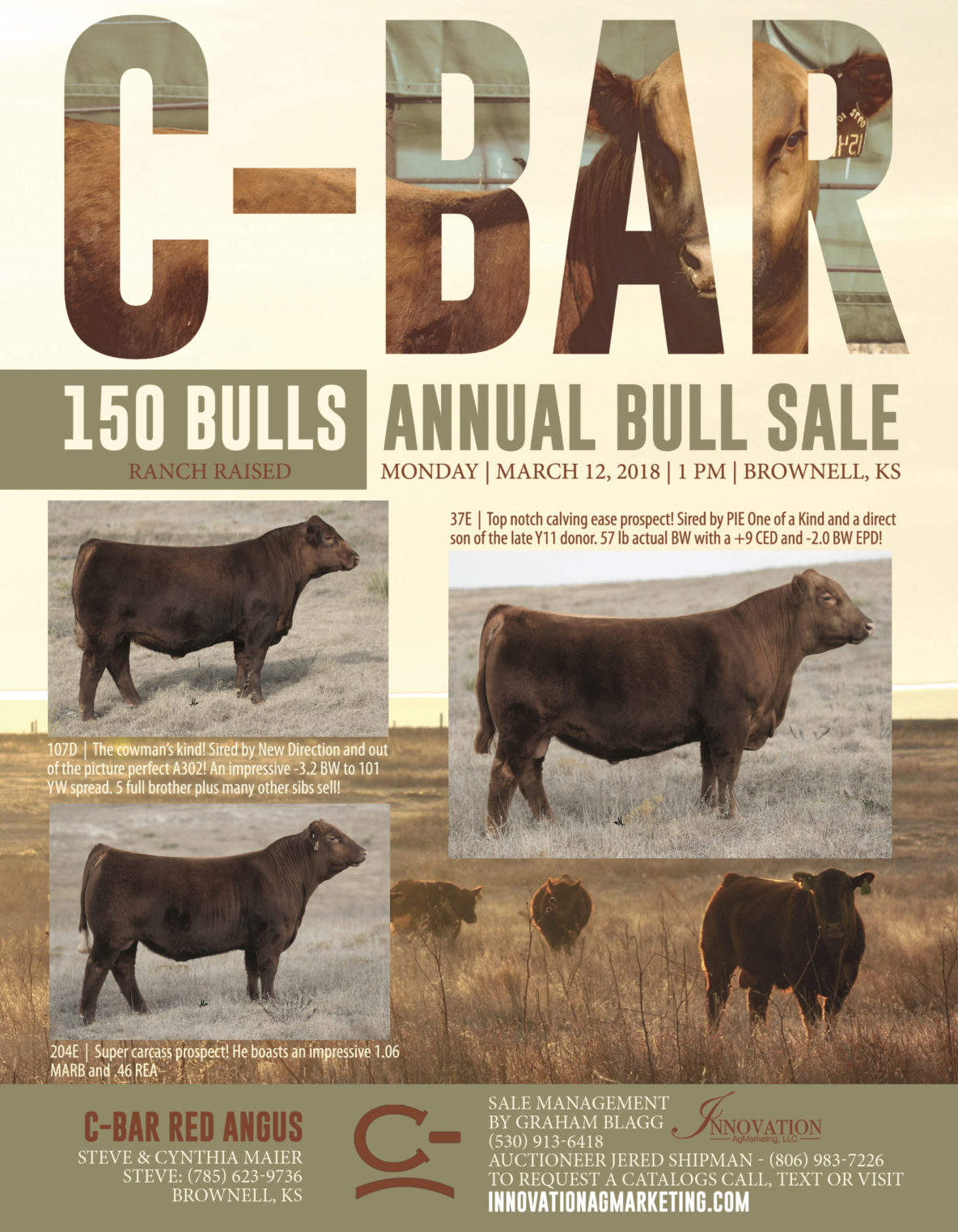 Advertisement for G-Bar 150 Bulls Annual Bull Sale with images of bulls.
