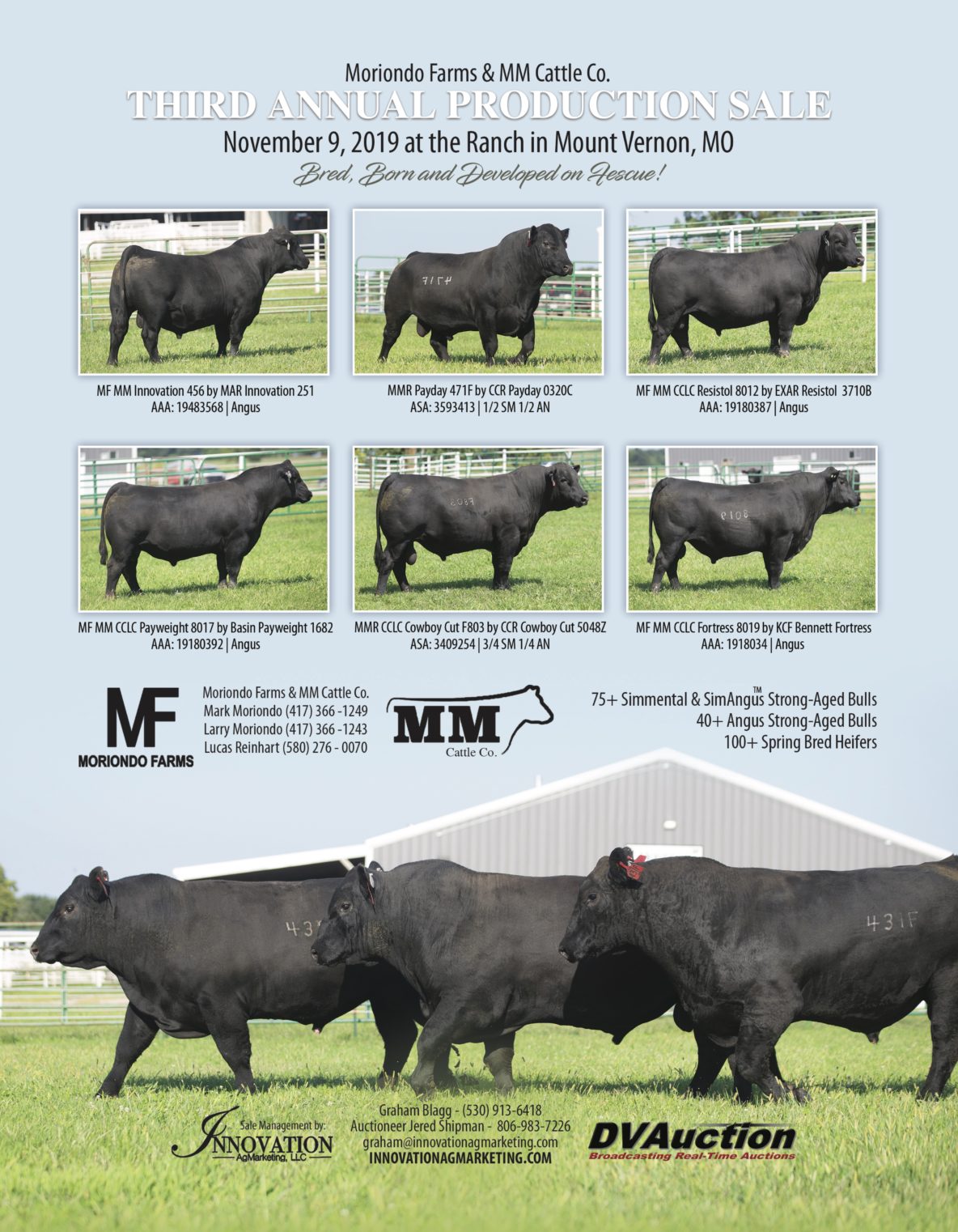 Comparison of Angus, Hereford, and Charolais cattle breeds showing cow and calf.