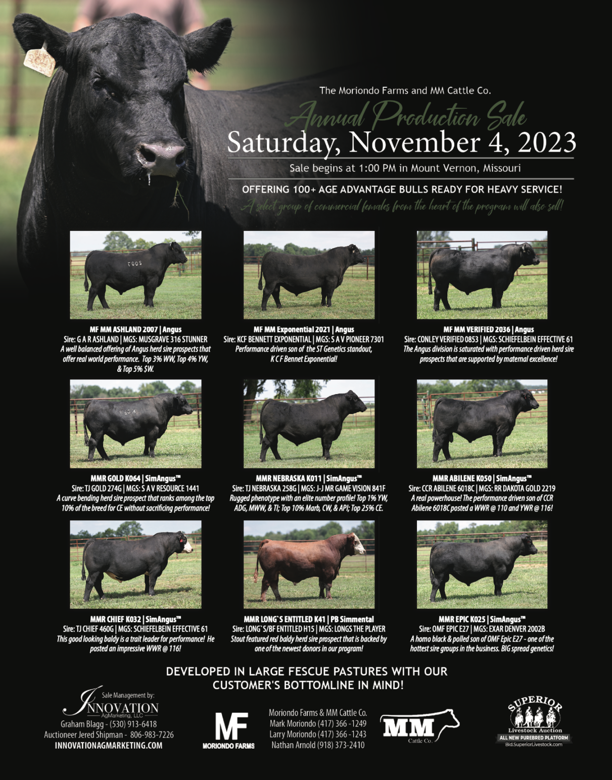 Flyer showcasing cattle for sale with detailed descriptions and photos.
