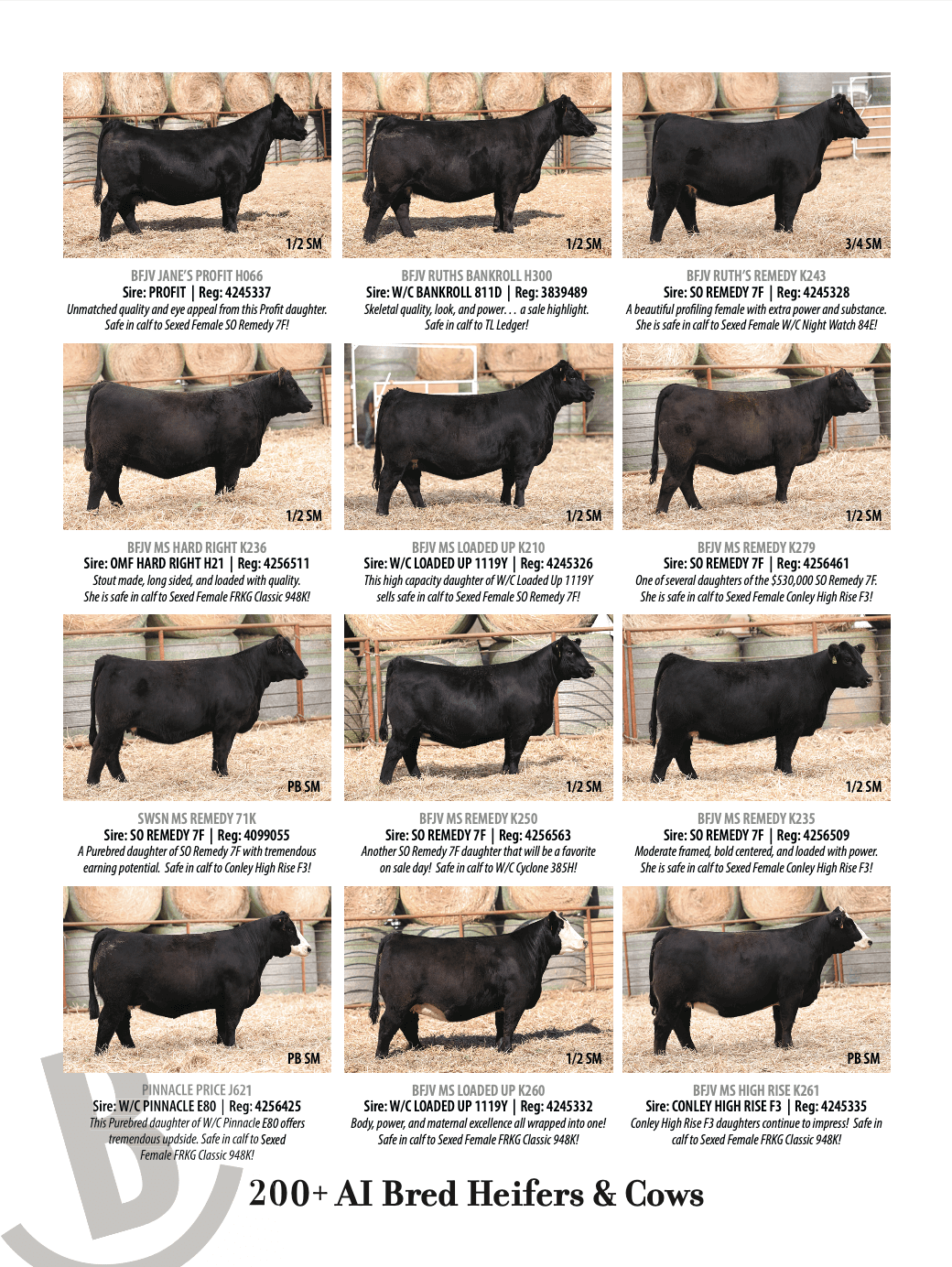 11.18.23 – Bruhn Cattle Company Incredible Female Sale ***CATALOG & VIDEOS  NOW AVAILABLE ONLINE*** | Innovation Ag Marketing